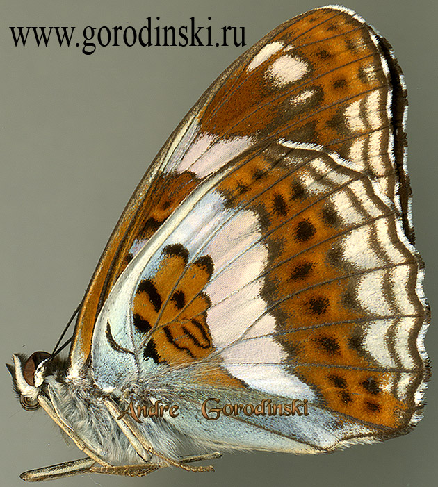 nymphalidae/Limenitis sydyi latefasciata.jpg